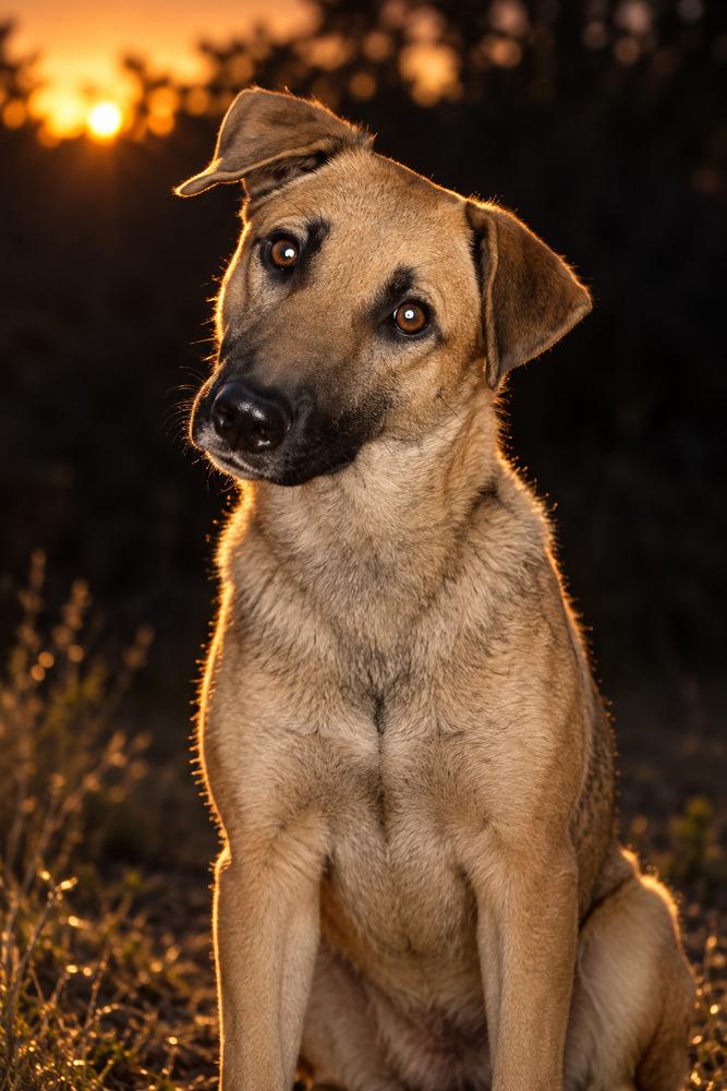 Enlarge Paris (Worldwide Woofs litter mom) located in Arizona, a Adoptable mixed breed in Phoenix, AZ image 1/5