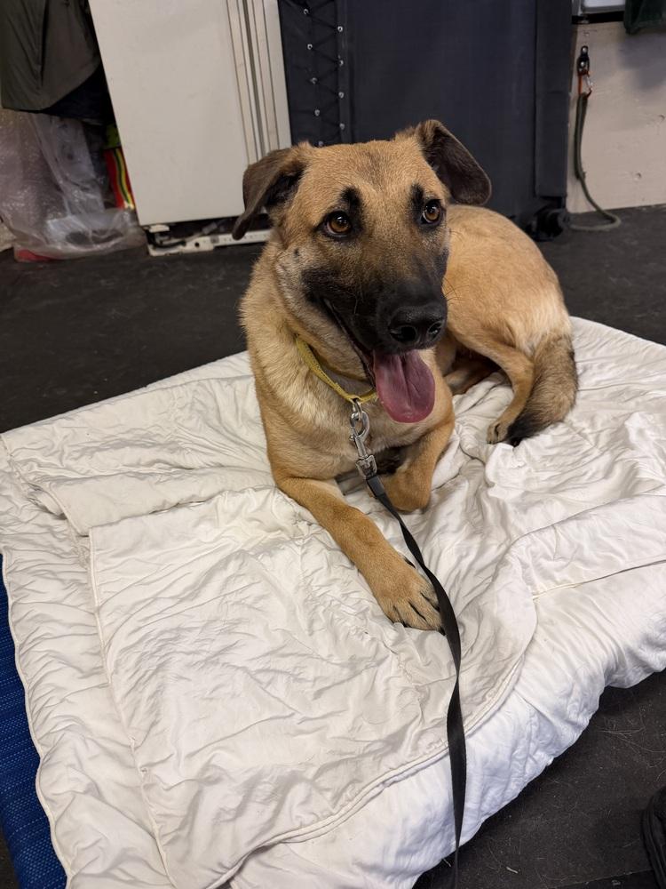 Enlarge Paris (Worldwide Woofs litter mom) located in Arizona, a Adoptable mixed breed in Phoenix, AZ image 2/5