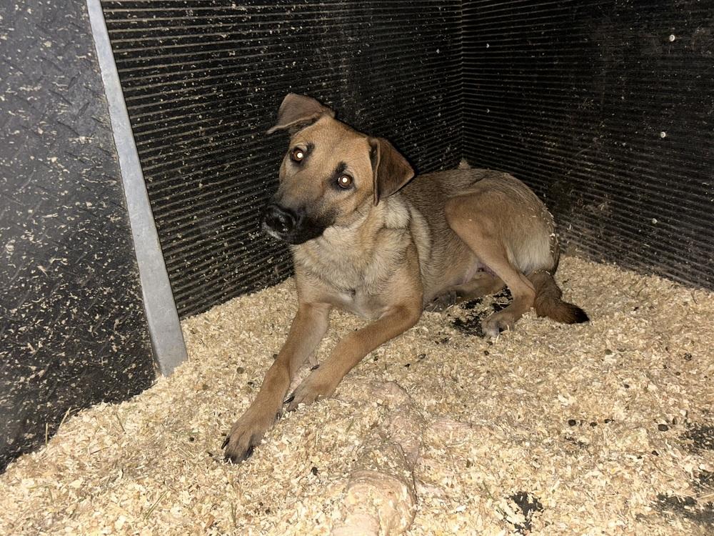 Enlarge Paris (Worldwide Woofs litter mom) located in Arizona, a Adoptable mixed breed in Phoenix, AZ image 3/5