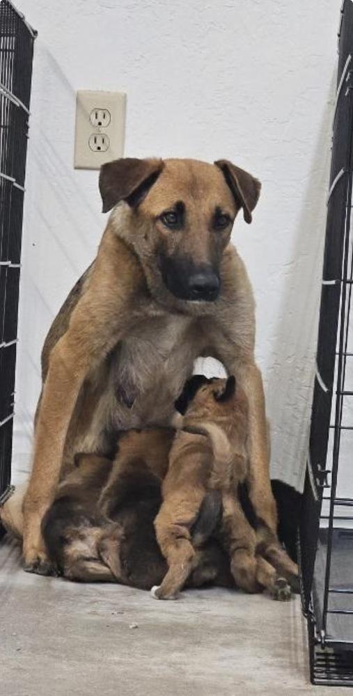 Enlarge Paris (Worldwide Woofs litter mom) located in Arizona, a Adoptable mixed breed in Phoenix, AZ image 4/5