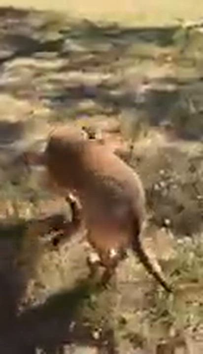 Enlarge Paris (Worldwide Woofs litter mom) located in Arizona, a Adoptable mixed breed in Phoenix, AZ video 5/5