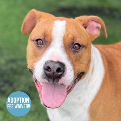 Macarron, ADOPTABLE, Young Male Pit Bull Terrier.