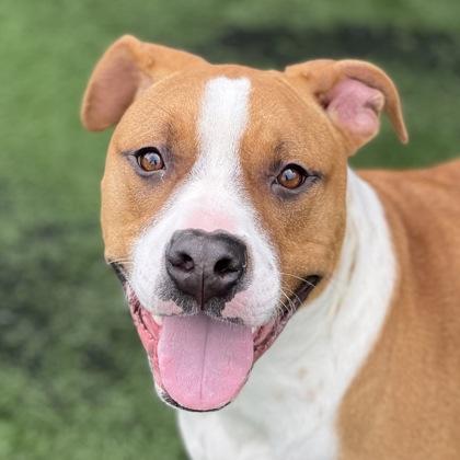 Macarron, a ADOPTABLE mixed breed in Sacramento, CA image 2/5