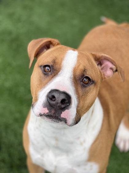 Macarron, a ADOPTABLE mixed breed in Sacramento, CA image 4/5