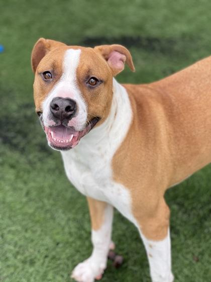 Macarron, a ADOPTABLE mixed breed in Sacramento, CA image 3/5