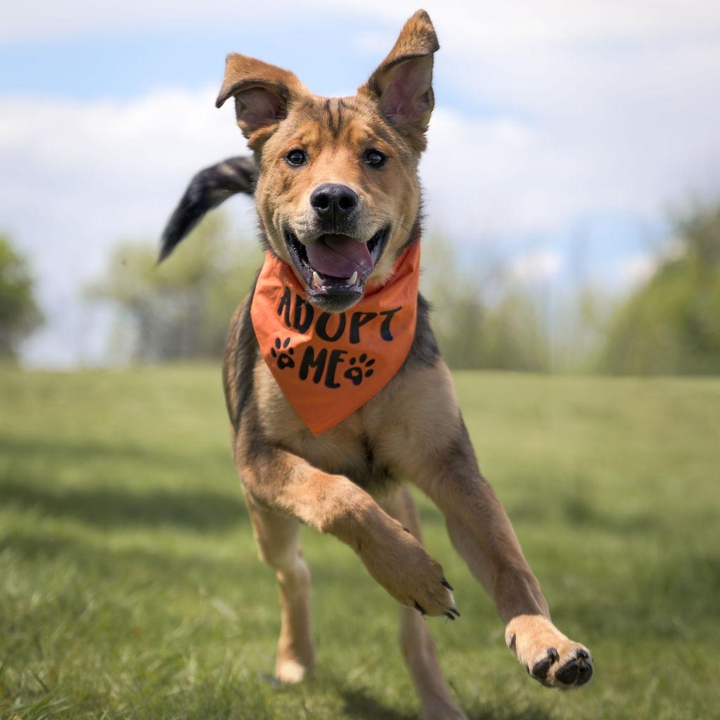 Peridot, a Adoptable mixed breed in Calgary, AB image 1/6