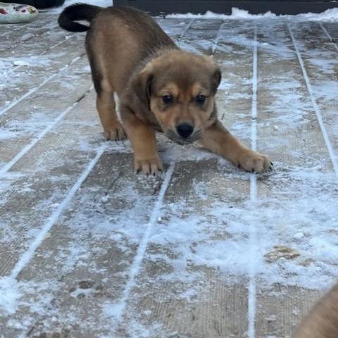 Peridot, Adoptable, Puppy Male German Shepherd Dog & Mixed Breed.