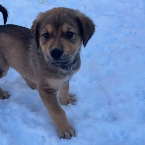 Peridot, a Adoptable mixed breed in Calgary, AB image 2/6
