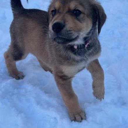 Peridot, a Adoptable mixed breed in Calgary, AB image 3/6