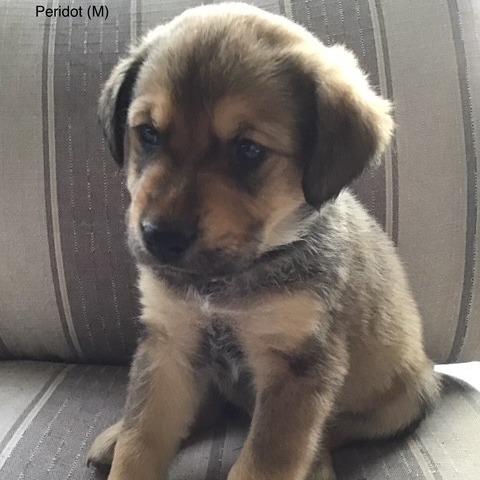 Peridot, a Adoptable mixed breed in Calgary, AB image 4/6