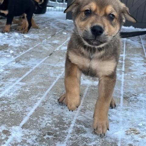 Peridot, a Adoptable mixed breed in Calgary, AB image 5/6