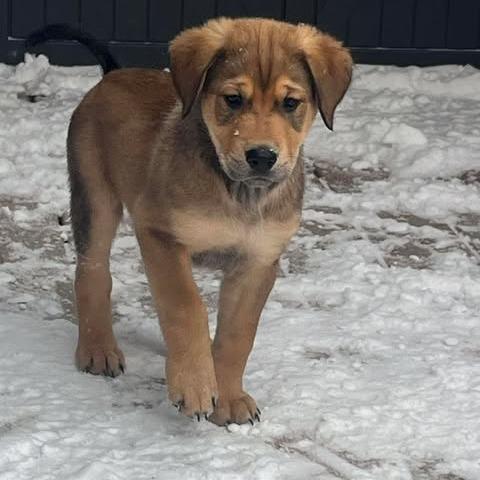 Enlarge Peridot, a Adoptable mixed breed in Calgary, AB image 5/6