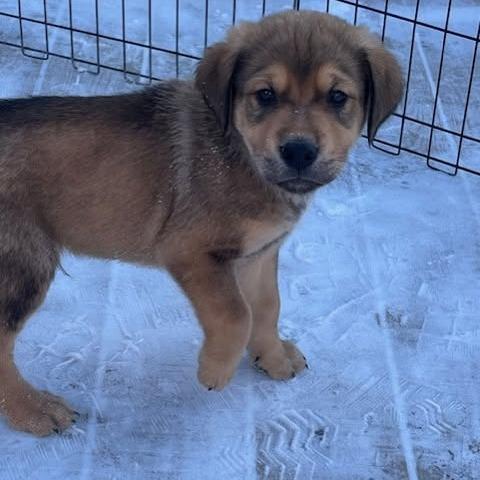 Peridot, a Adoptable mixed breed in Calgary, AB image 6/6