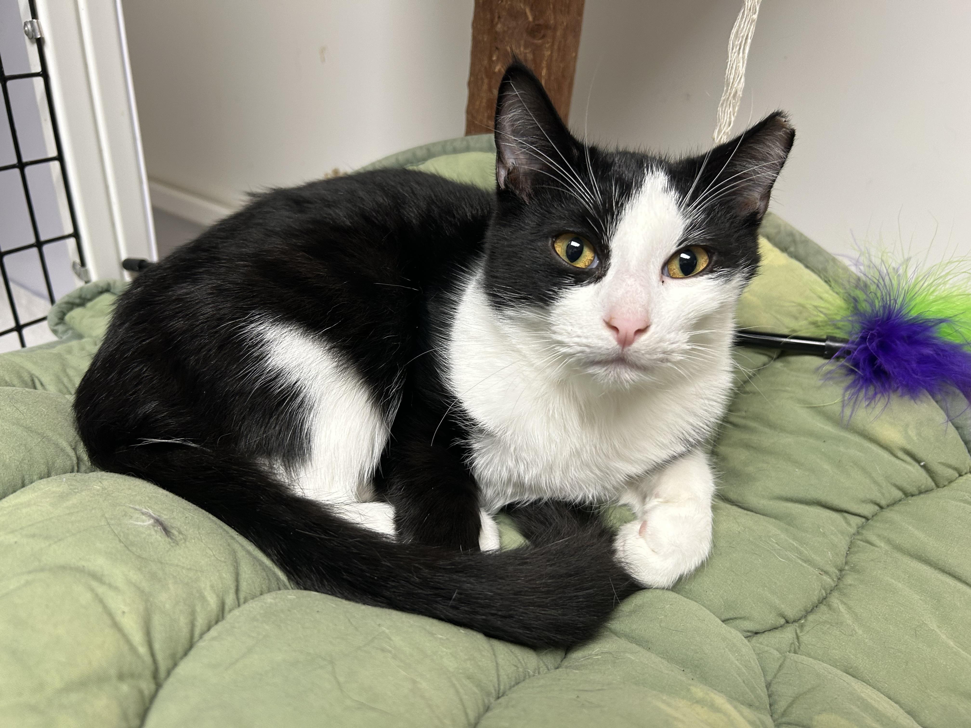 Enlarge Ricardo, a ADOPTABLE Domestic Short Hair in White Oak, PA image 4/5