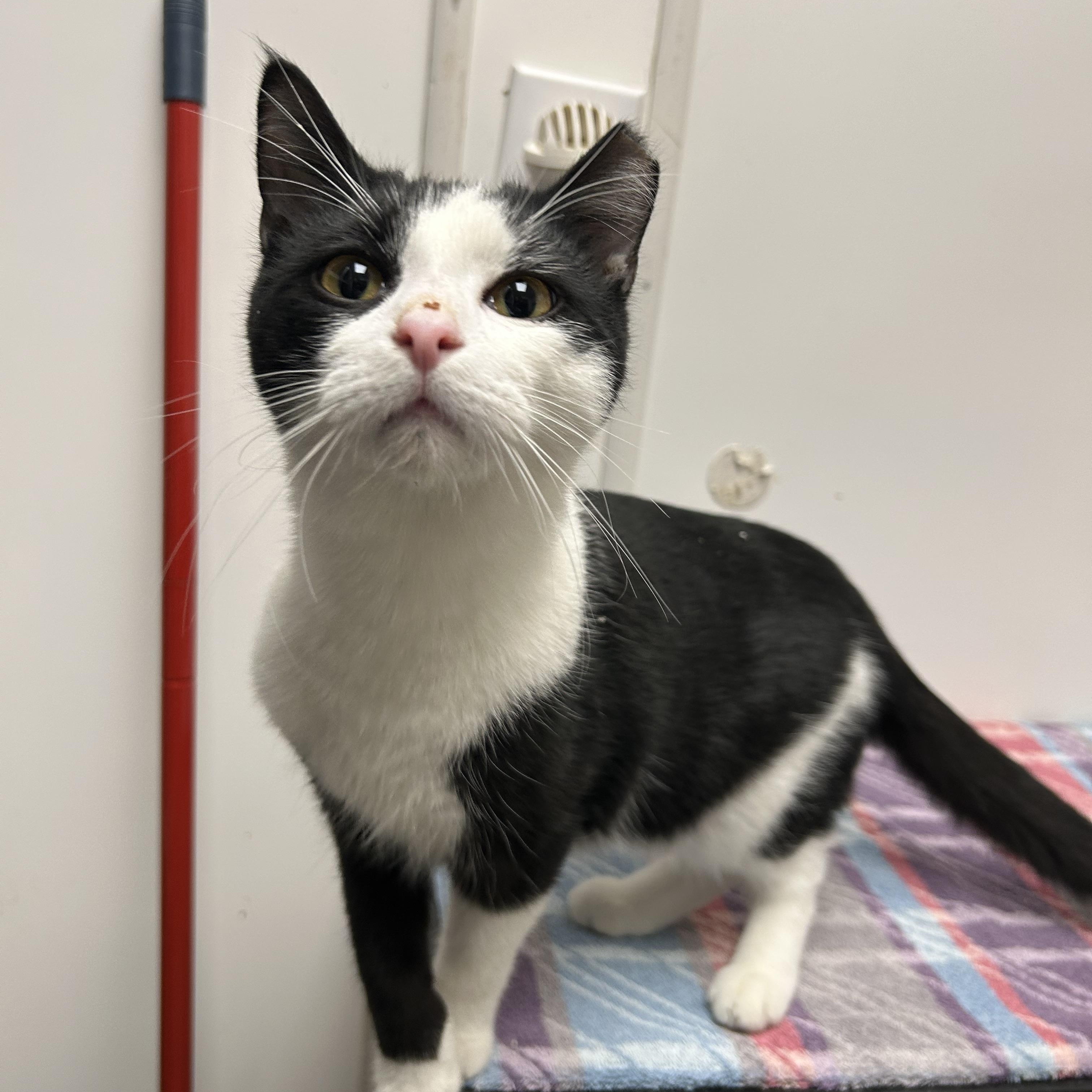 Enlarge Ricardo, a ADOPTABLE Domestic Short Hair in White Oak, PA image 1/5