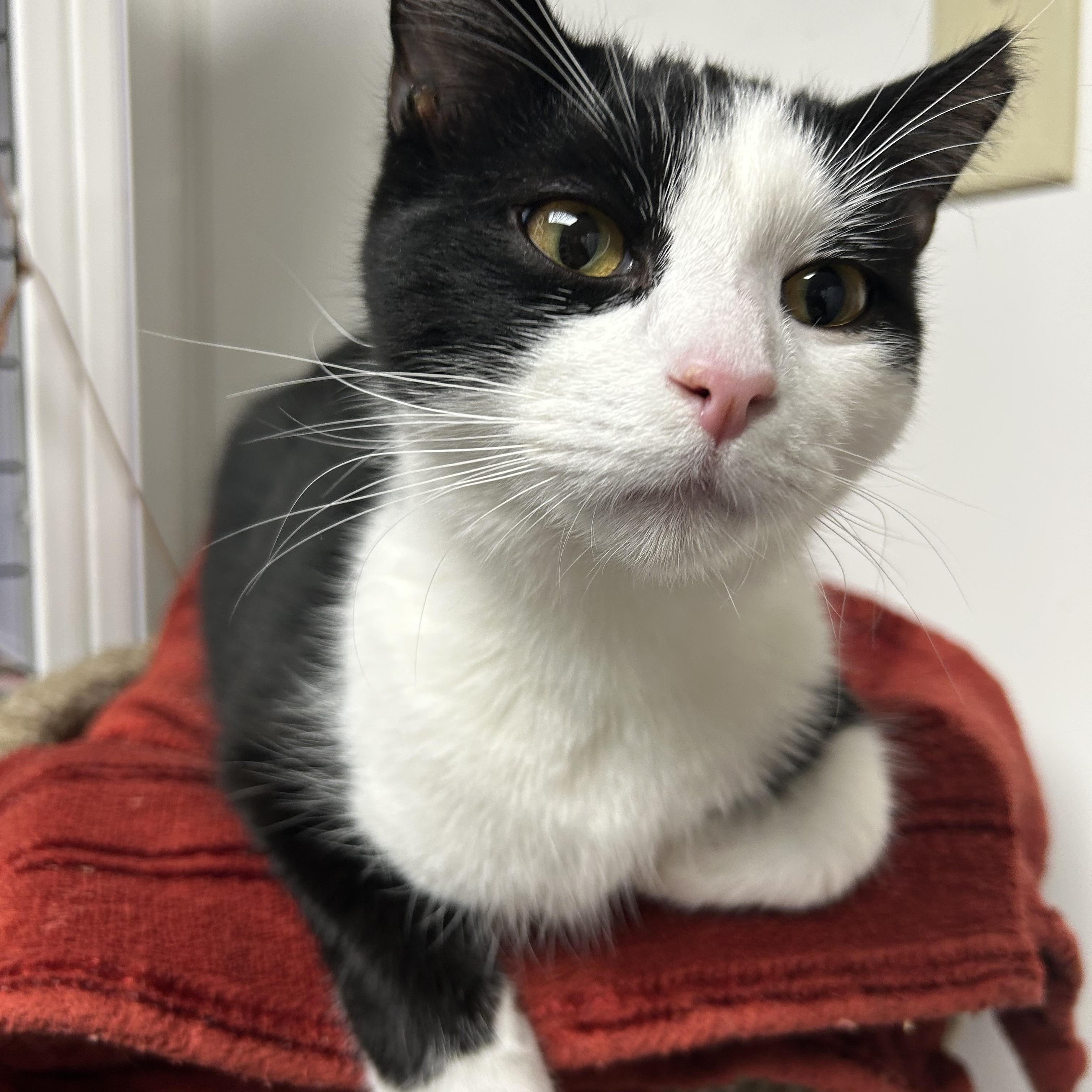 Enlarge Ricardo, a ADOPTABLE Domestic Short Hair in White Oak, PA image 3/5