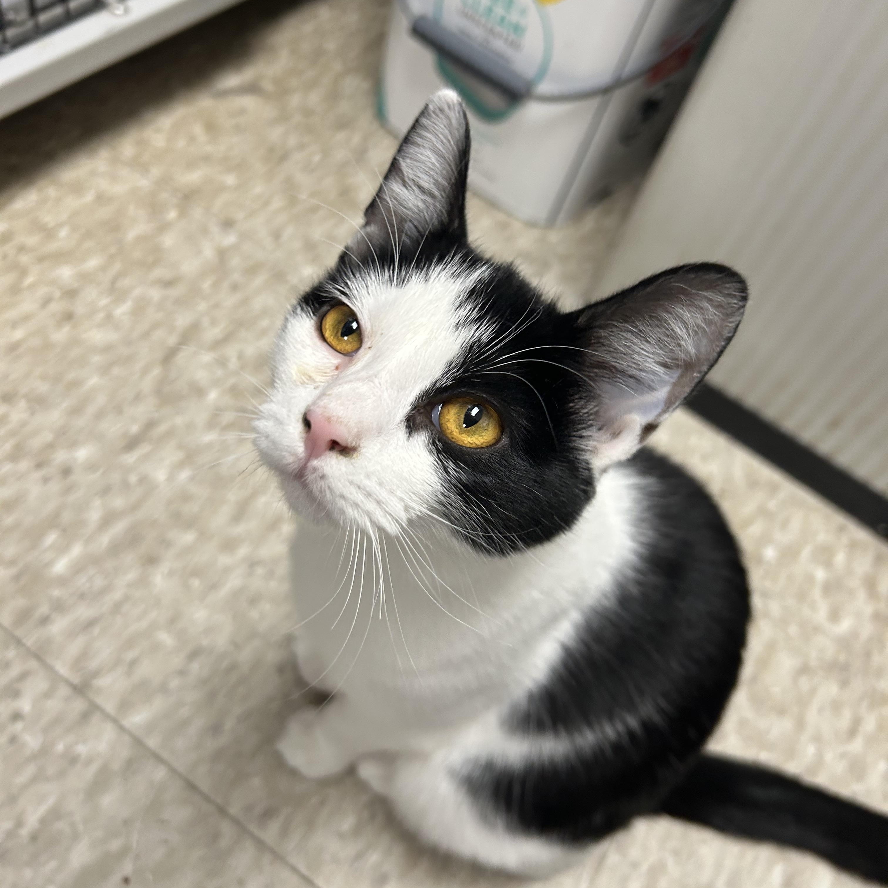 Enlarge Ricardo, a ADOPTABLE Domestic Short Hair in White Oak, PA image 2/5