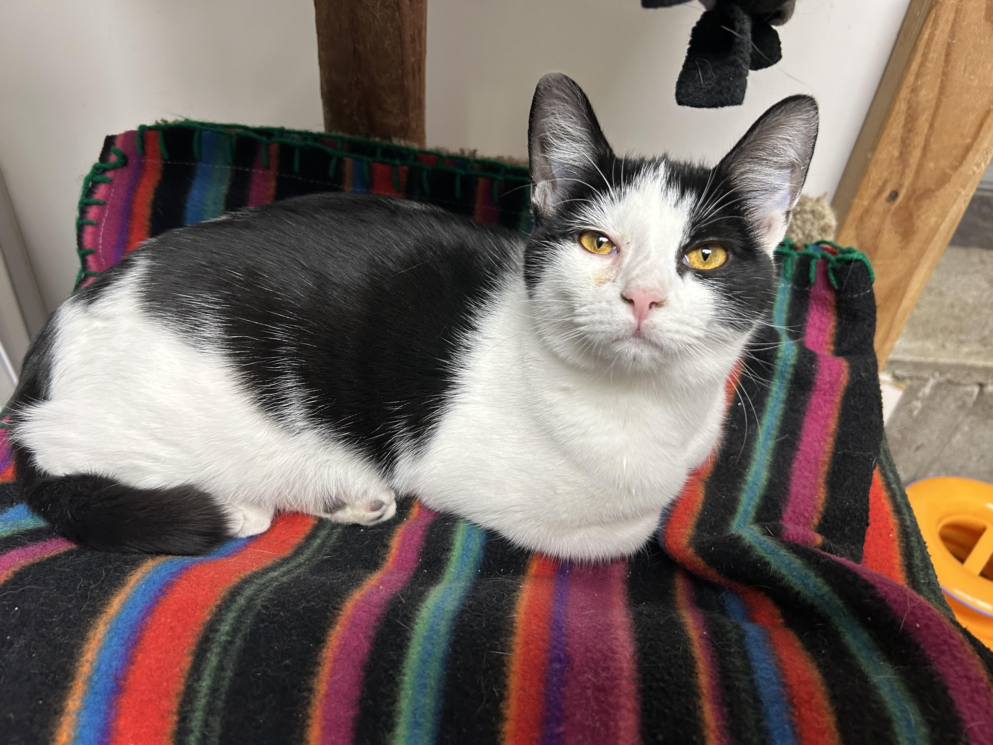 Enlarge Ricardo, a ADOPTABLE Domestic Short Hair in White Oak, PA image 5/5