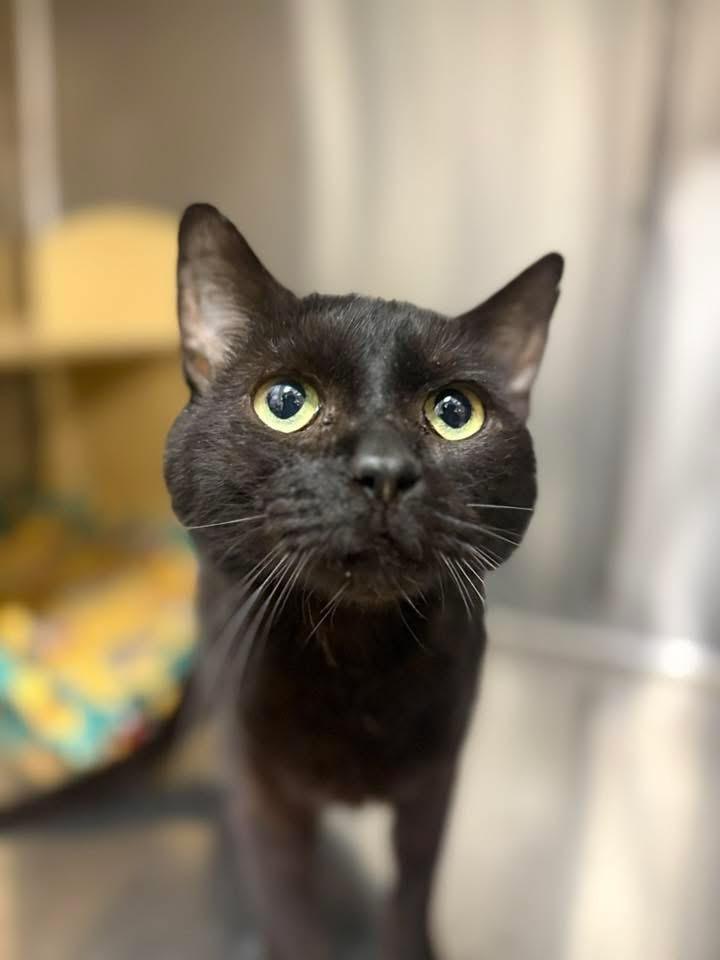 Enlarge Poe, a ADOPTABLE Domestic Short Hair in Chandler, AZ image 2/2