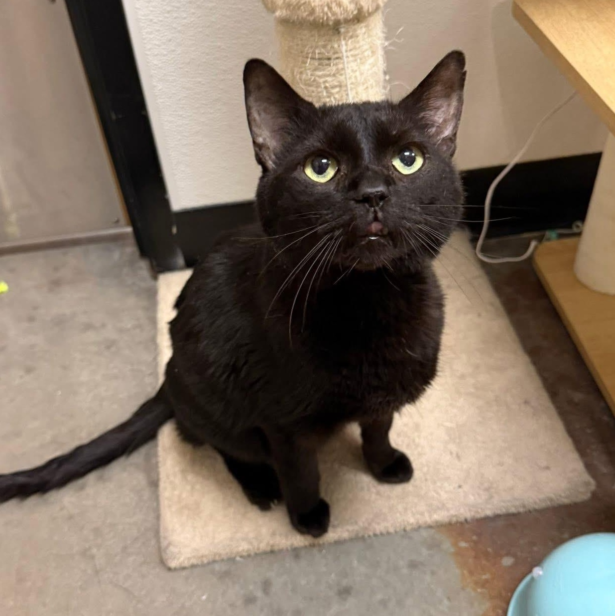 Enlarge Poe, a ADOPTABLE Domestic Short Hair in Chandler, AZ image 1/2