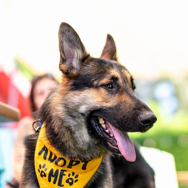 Enlarge Junior, a Adopted mixed breed in sherman oaks, CA image 2/6
