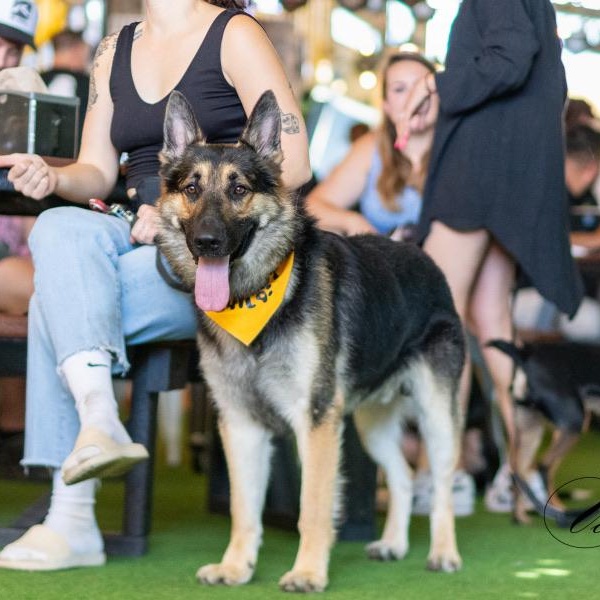 Enlarge Junior, a Adopted mixed breed in sherman oaks, CA image 4/6