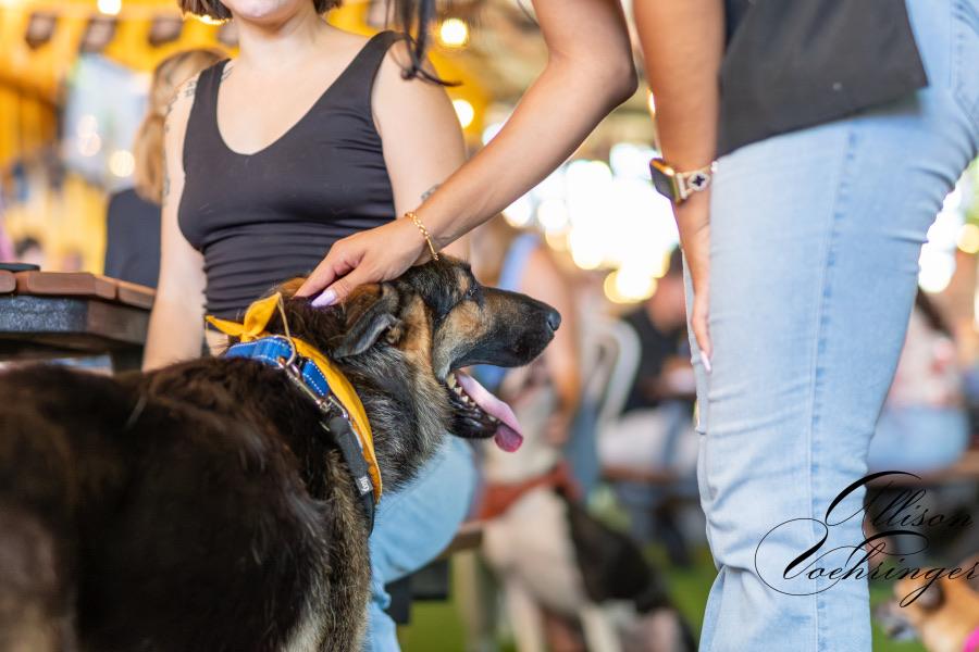 Enlarge Junior, a Adopted mixed breed in sherman oaks, CA image 5/6