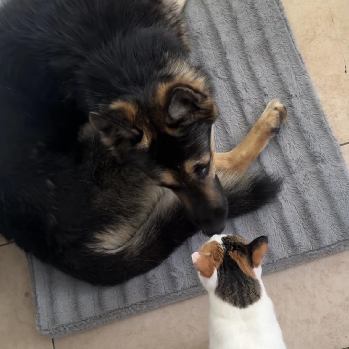 Enlarge Junior, a Adopted mixed breed in sherman oaks, CA image 3/6