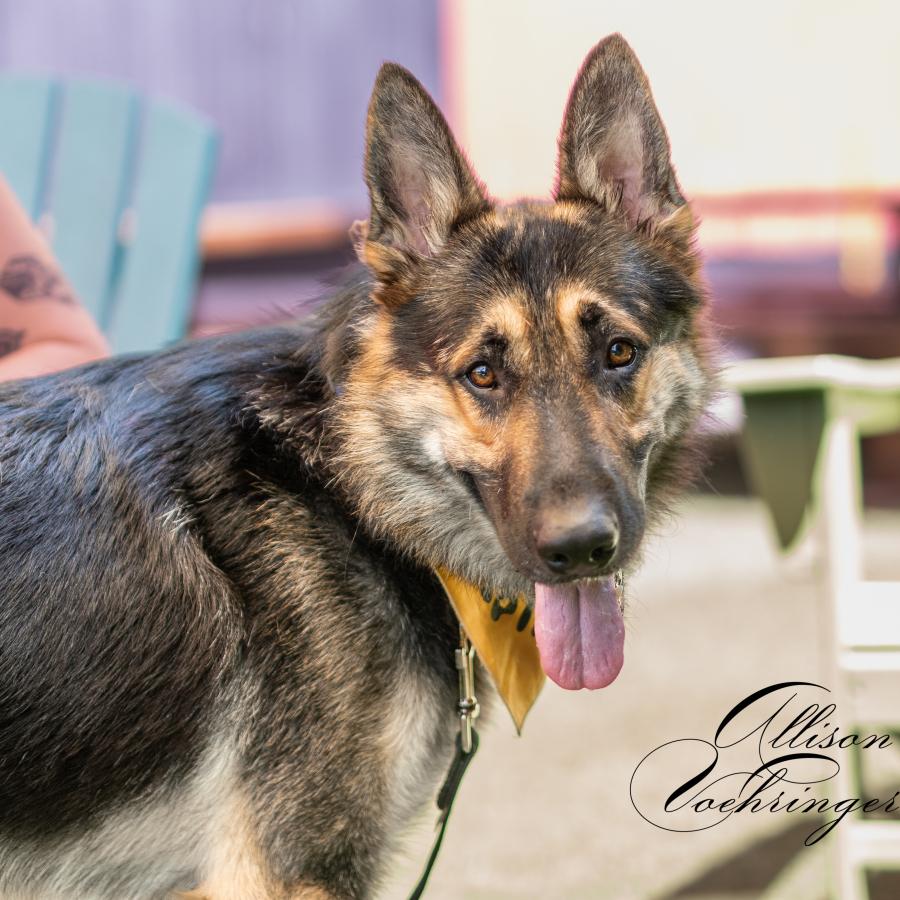 Enlarge Junior, a Adopted mixed breed in sherman oaks, CA image 1/6