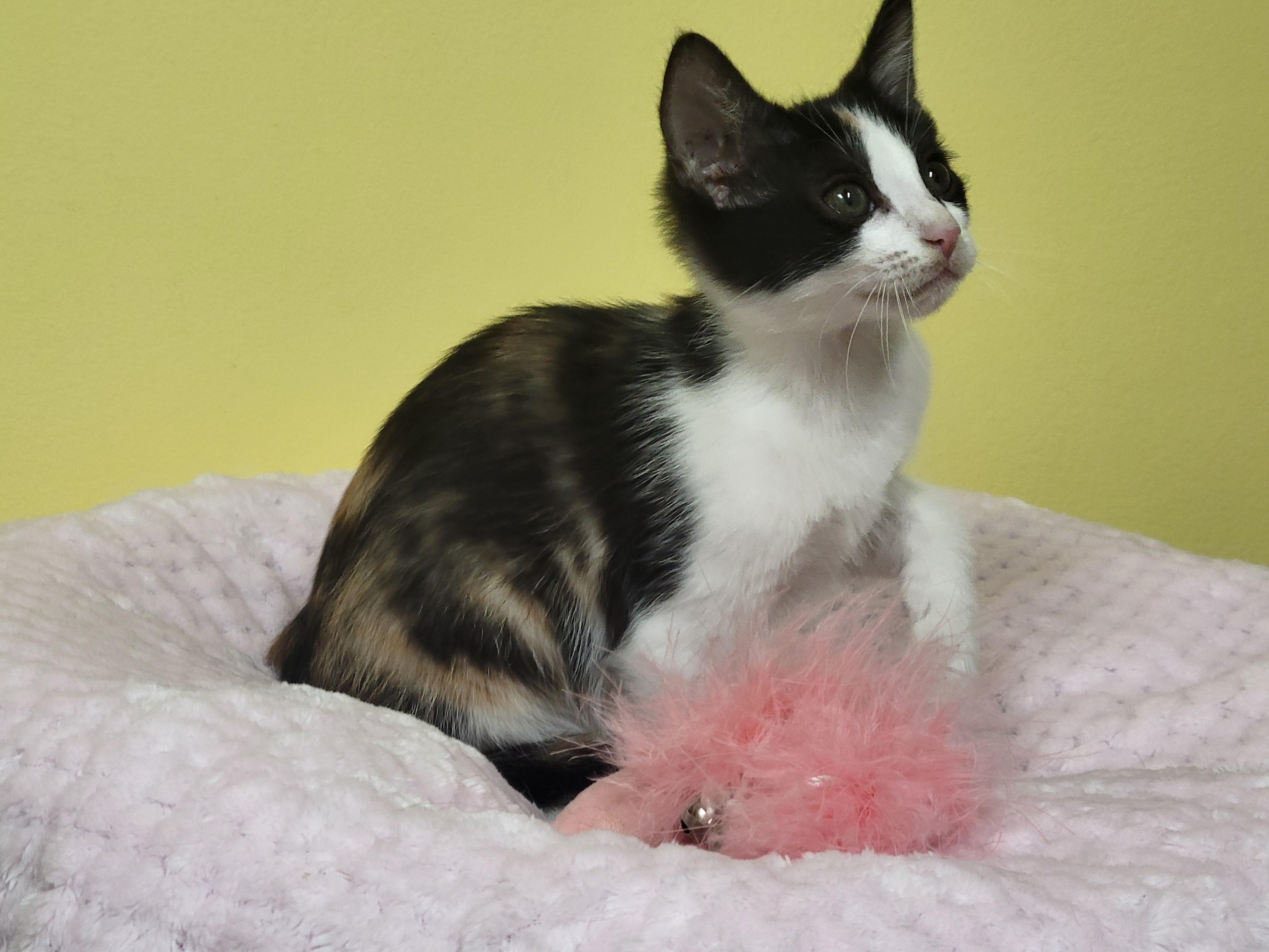 Fancy, an adopted Domestic Short Hair in Memphis, TN image 3/3