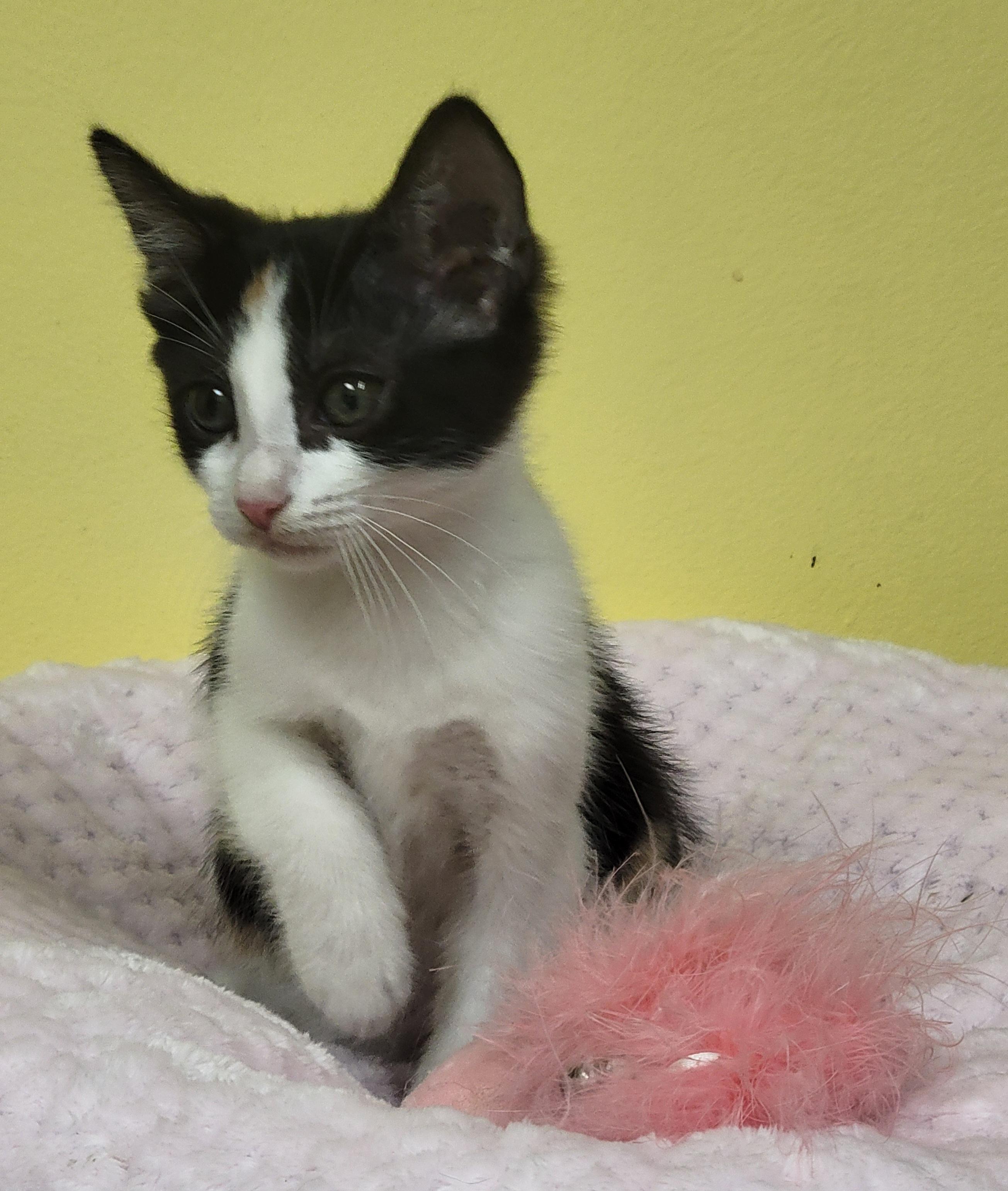 Fancy, an adopted Domestic Short Hair in Memphis, TN image 2/3