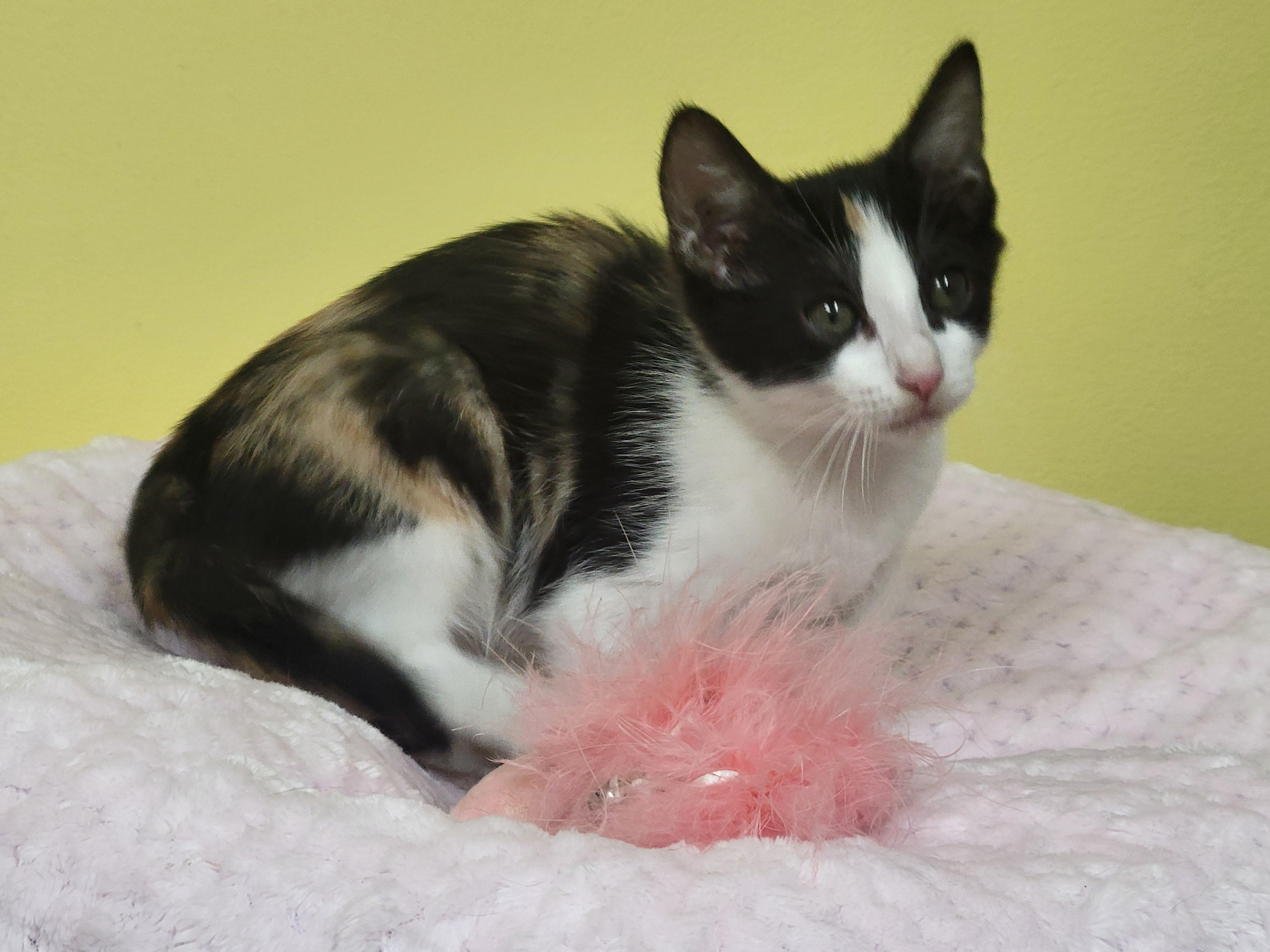 Fancy, adopted, Kitten Female Domestic Short Hair.