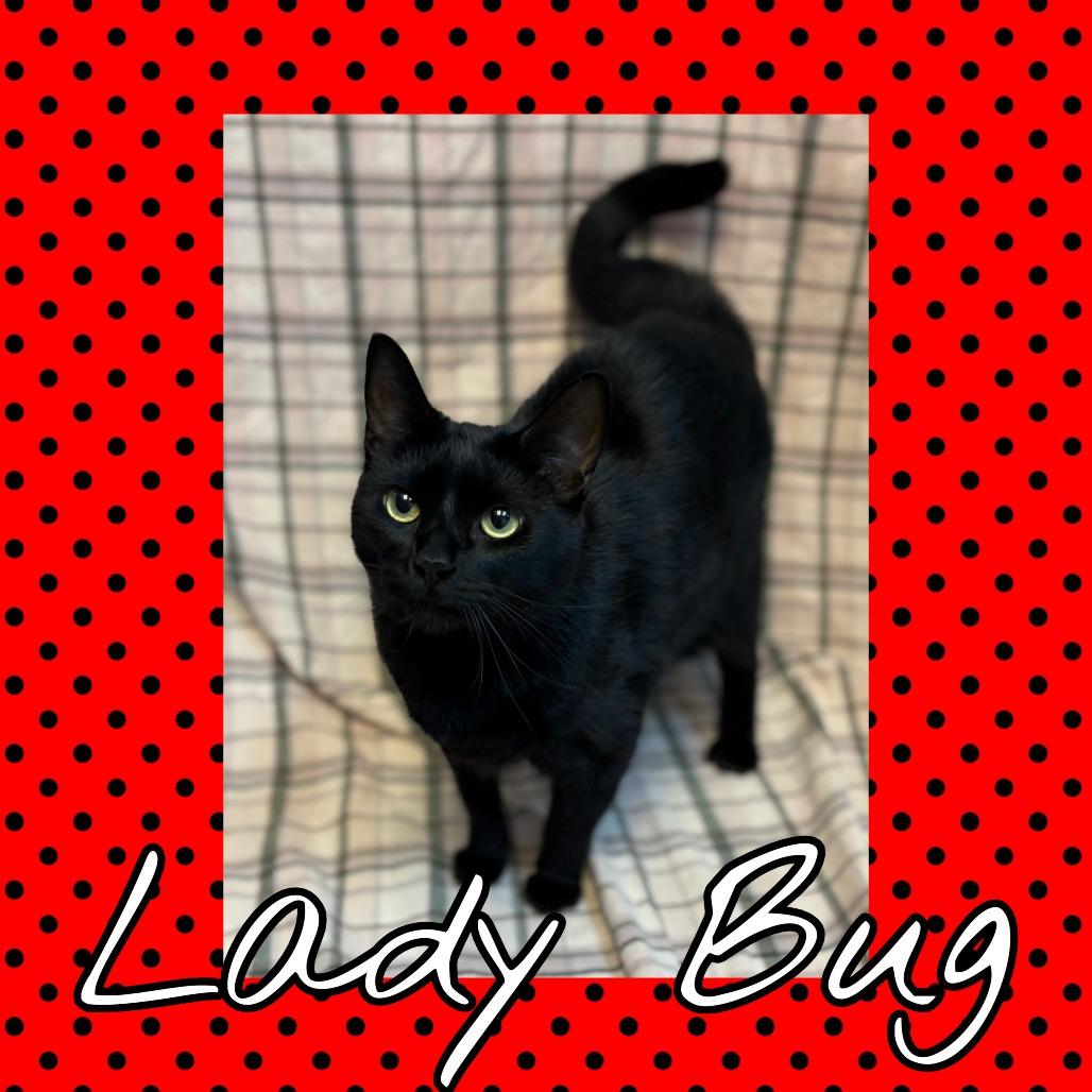 Enlarge Ladybug, a Adoptable mixed breed in Royse City, TX image 1/1