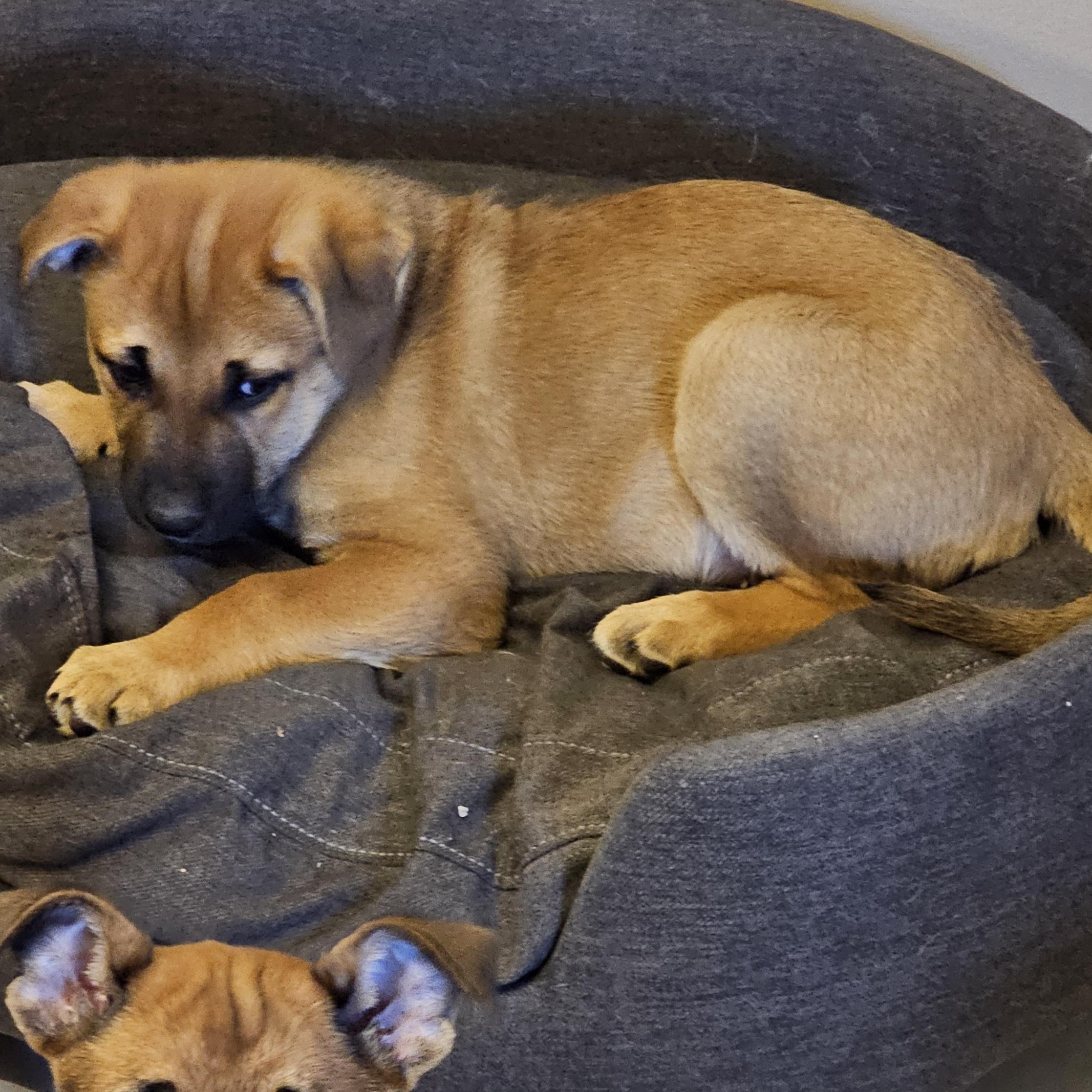 Frappe, a Adoptable mixed breed in Powell, OH image 3/6