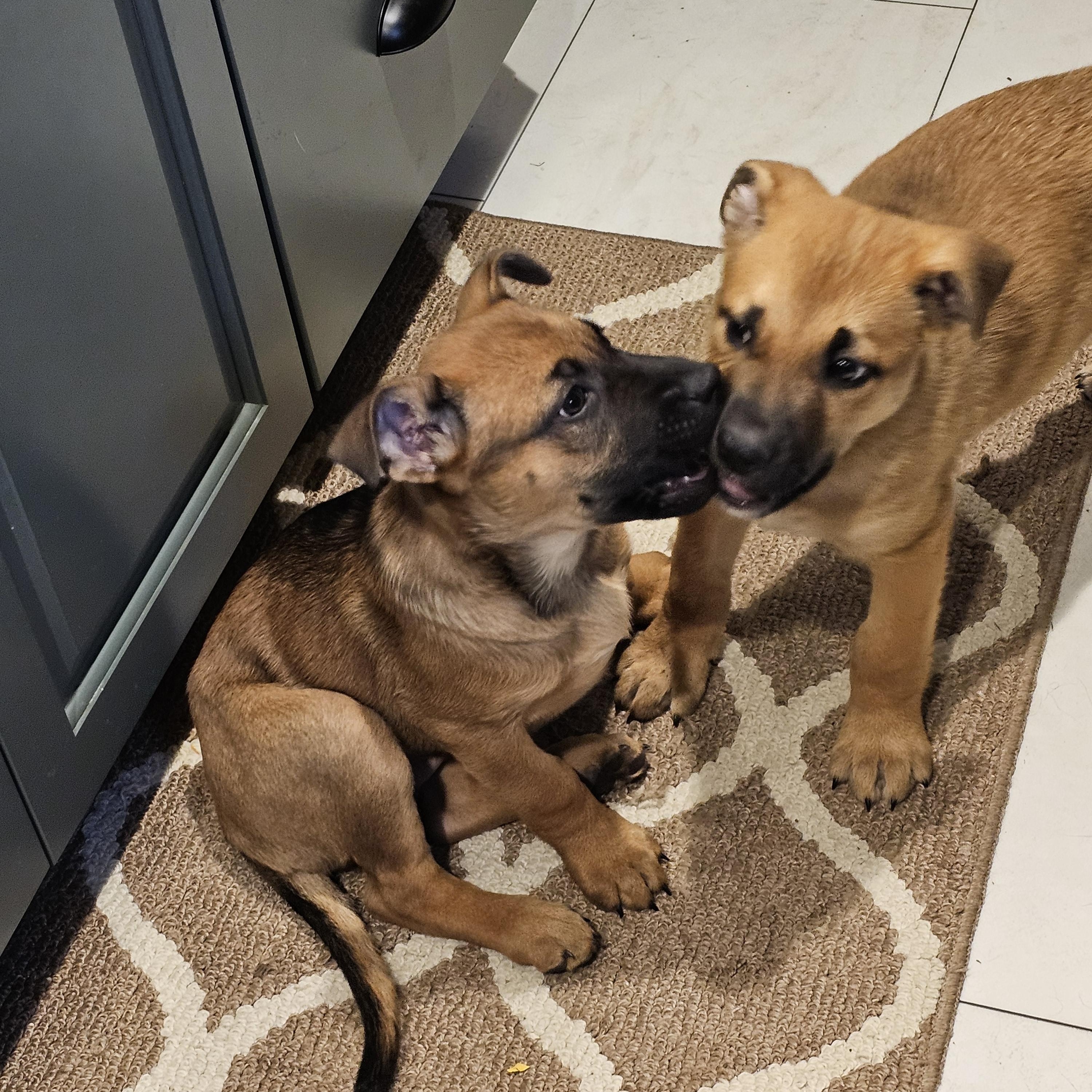 Frappe, a Adoptable mixed breed in Powell, OH image 5/6