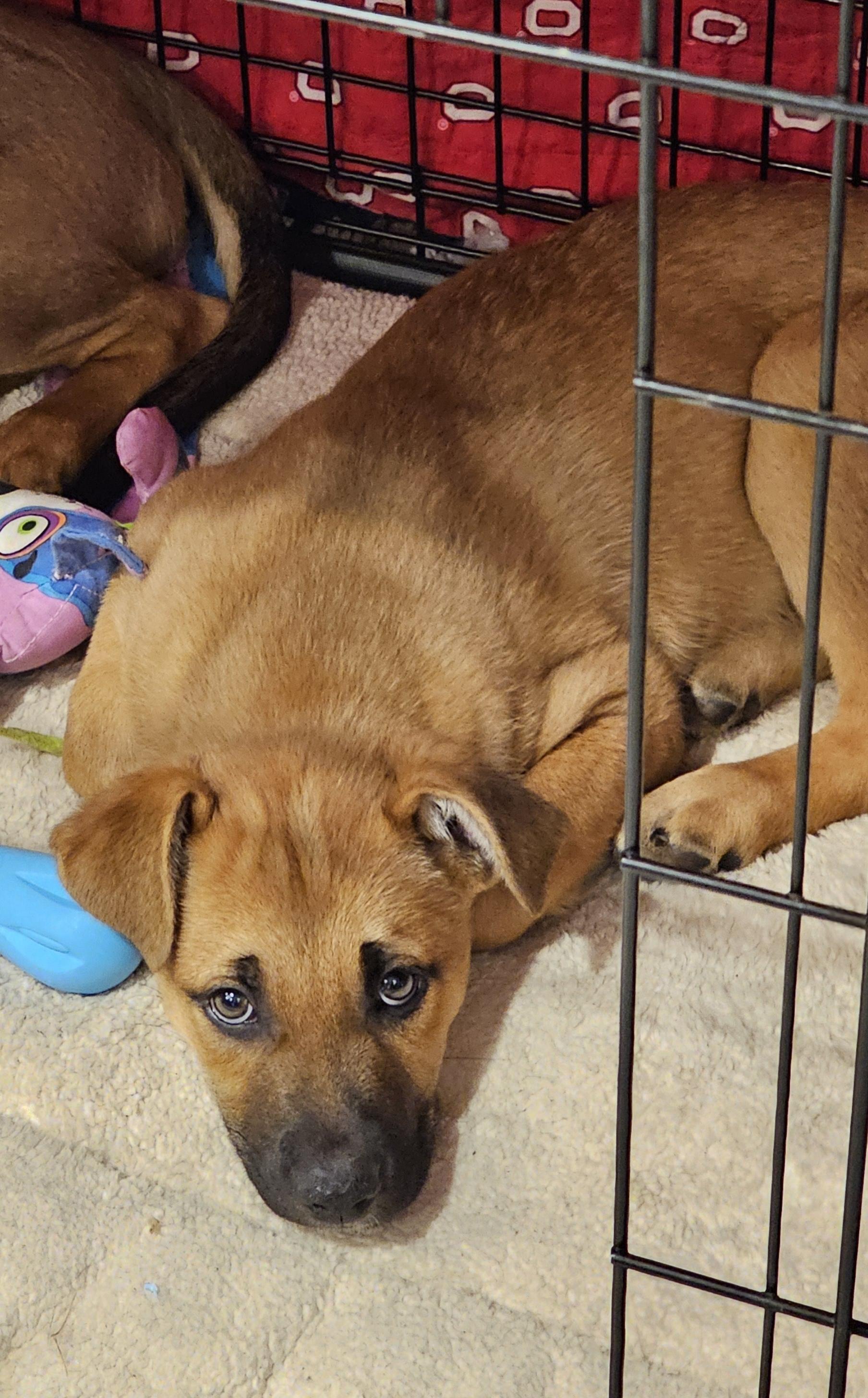 Frappe, a Adoptable mixed breed in Powell, OH image 2/6