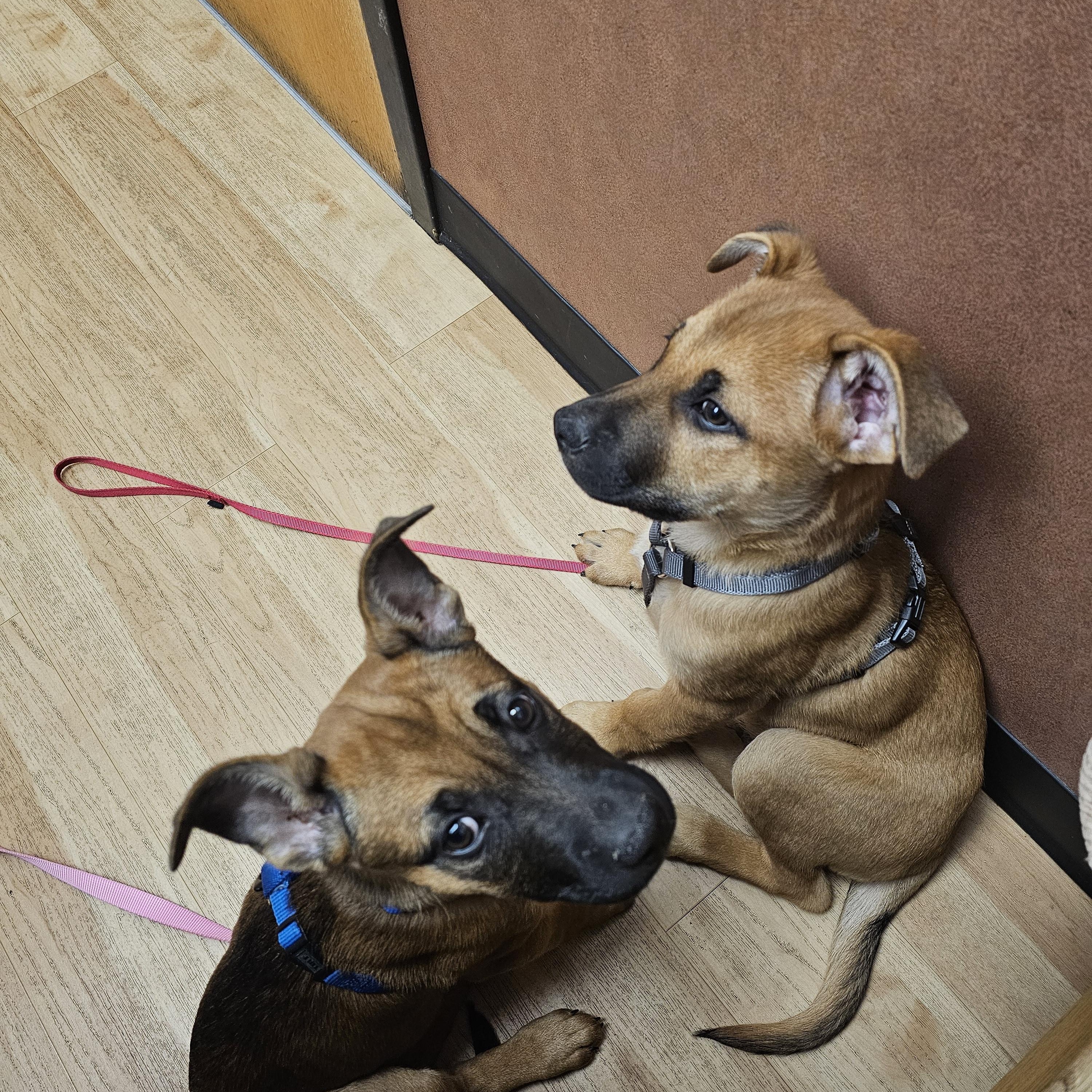 Frappe, a Adoptable mixed breed in Powell, OH image 6/6