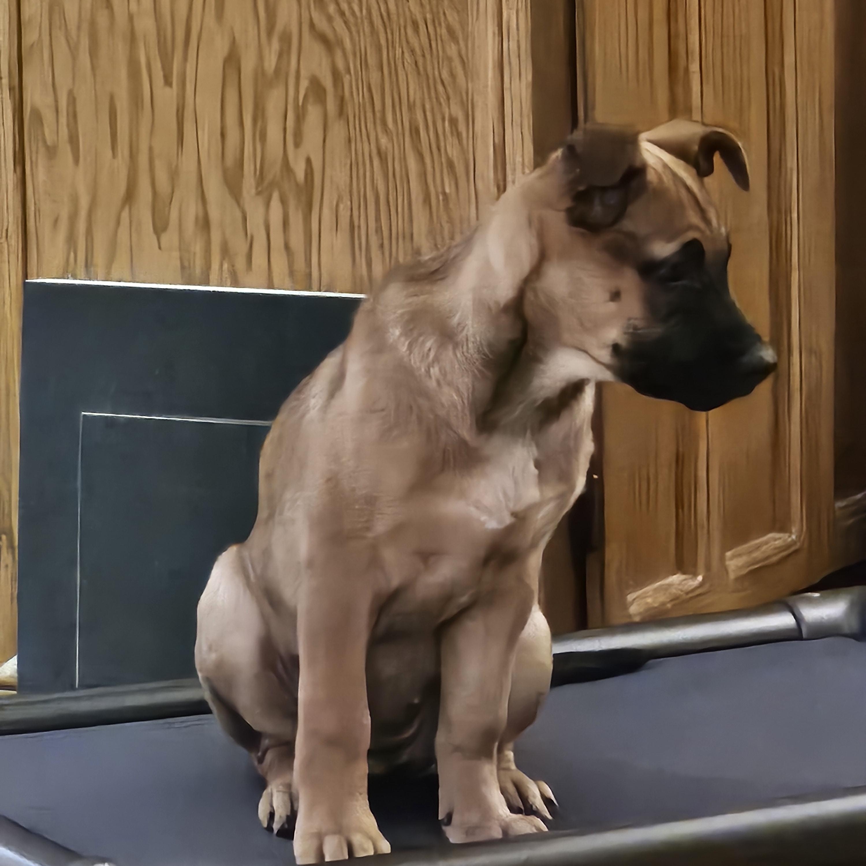 Frappe, a Adoptable mixed breed in Powell, OH image 4/6