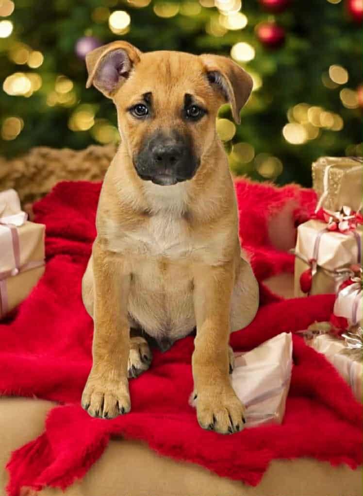 Frappe, Adoptable, Puppy Male German Shepherd Dog & Pit Bull Terrier.