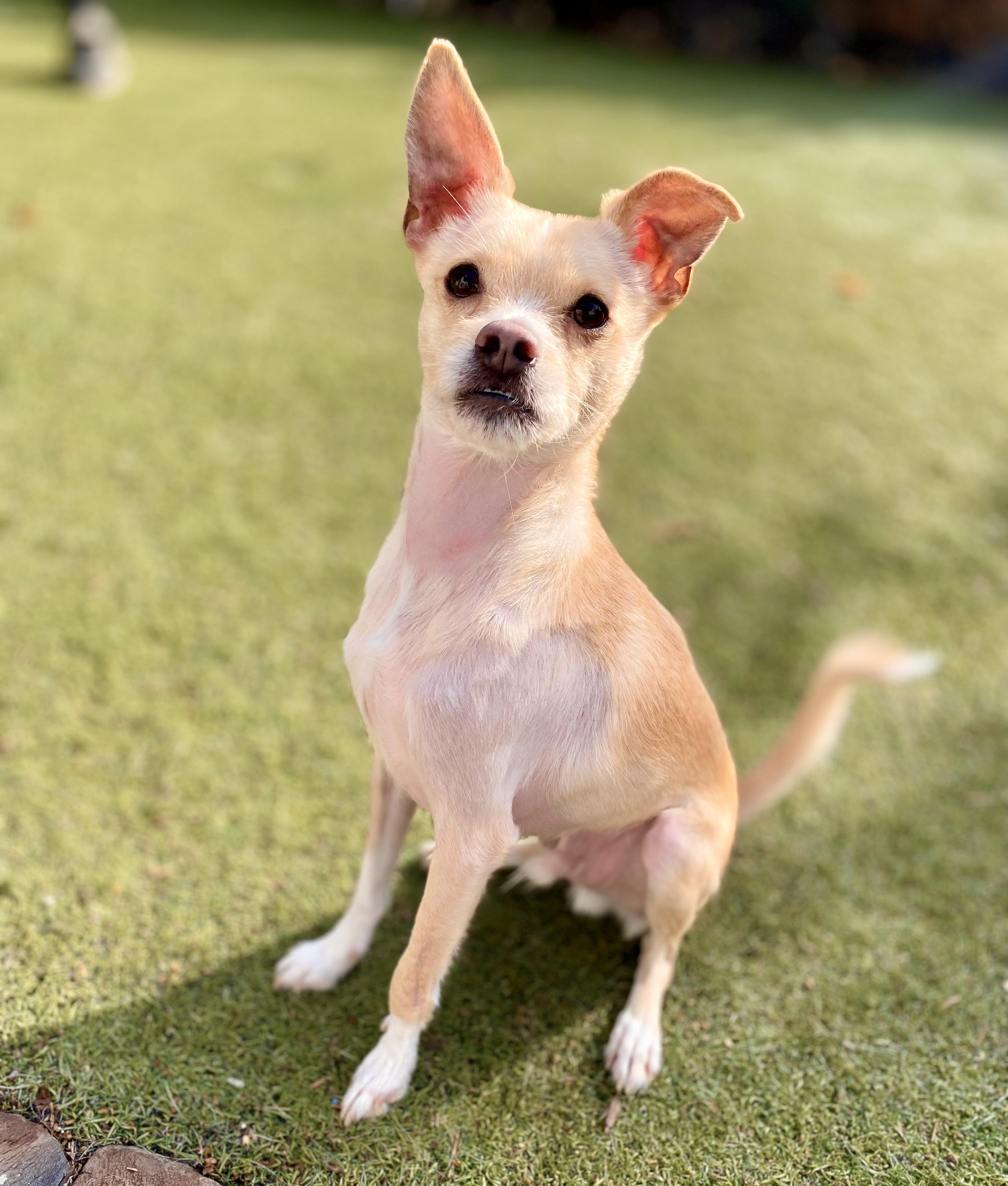 Enlarge Juan, a Adoptable mixed breed in Beverly Hills, CA image 2/3