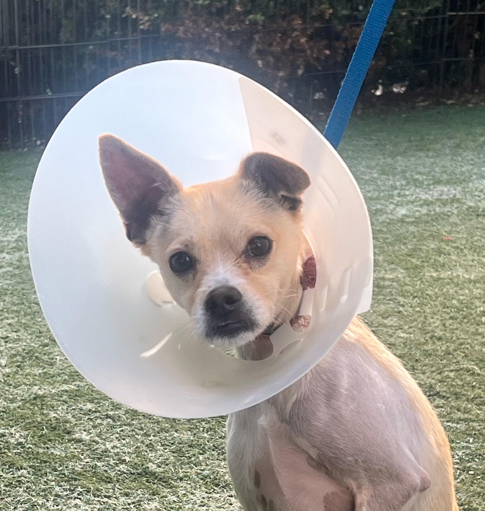 Enlarge Juan, a Adoptable mixed breed in Beverly Hills, CA image 3/3