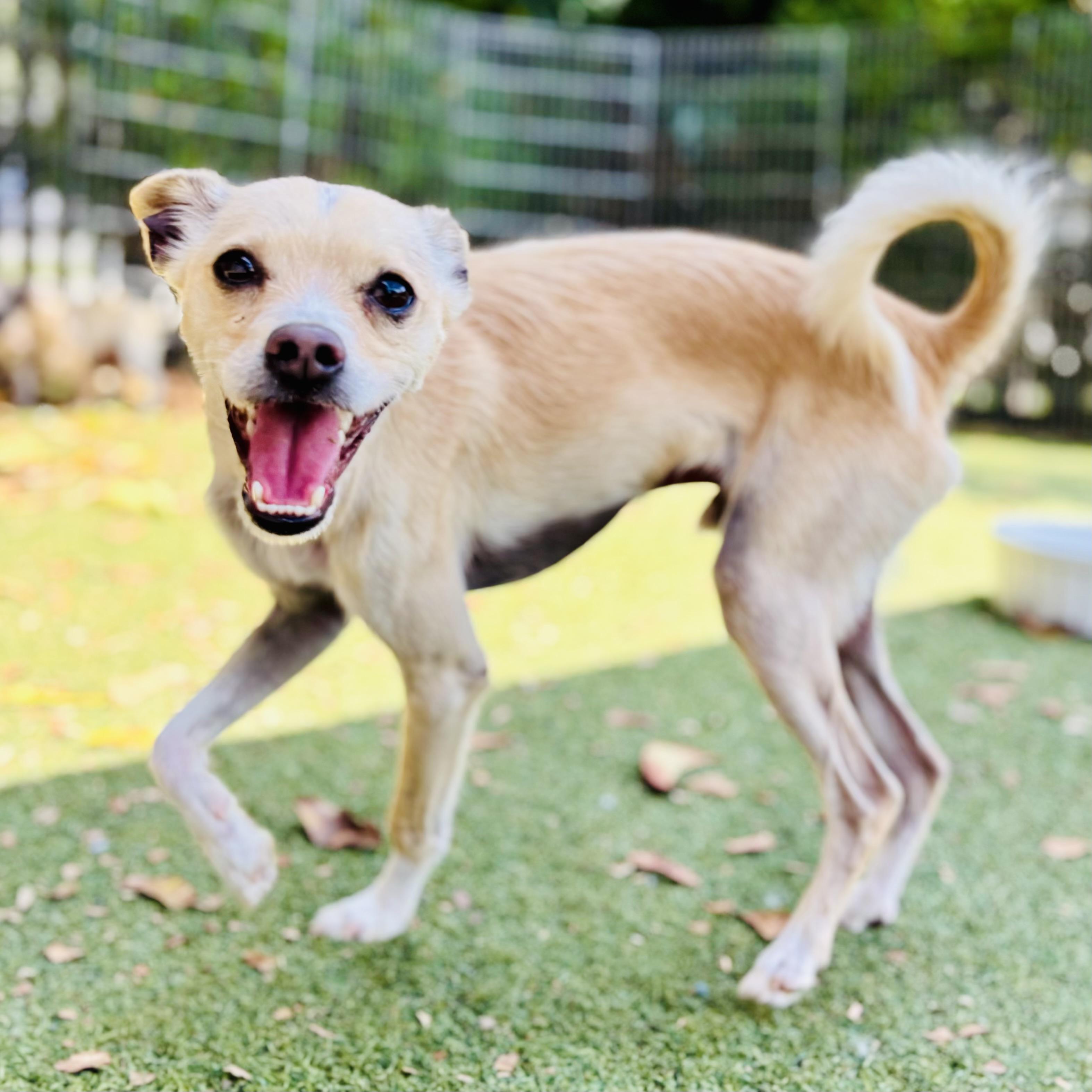 Enlarge Juan, a Adoptable mixed breed in Beverly Hills, CA image 1/3