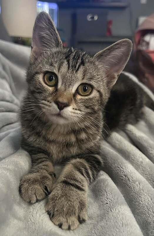 Flurry, adopted, Kitten Female Domestic Short Hair.