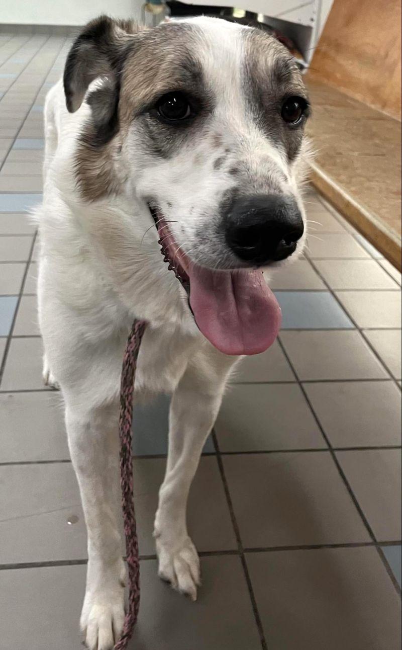 Enlarge Ms. Lady the Great Pyrenees in Texas, a Adoptable Great Pyrenees in Boonton, NJ image 2/3