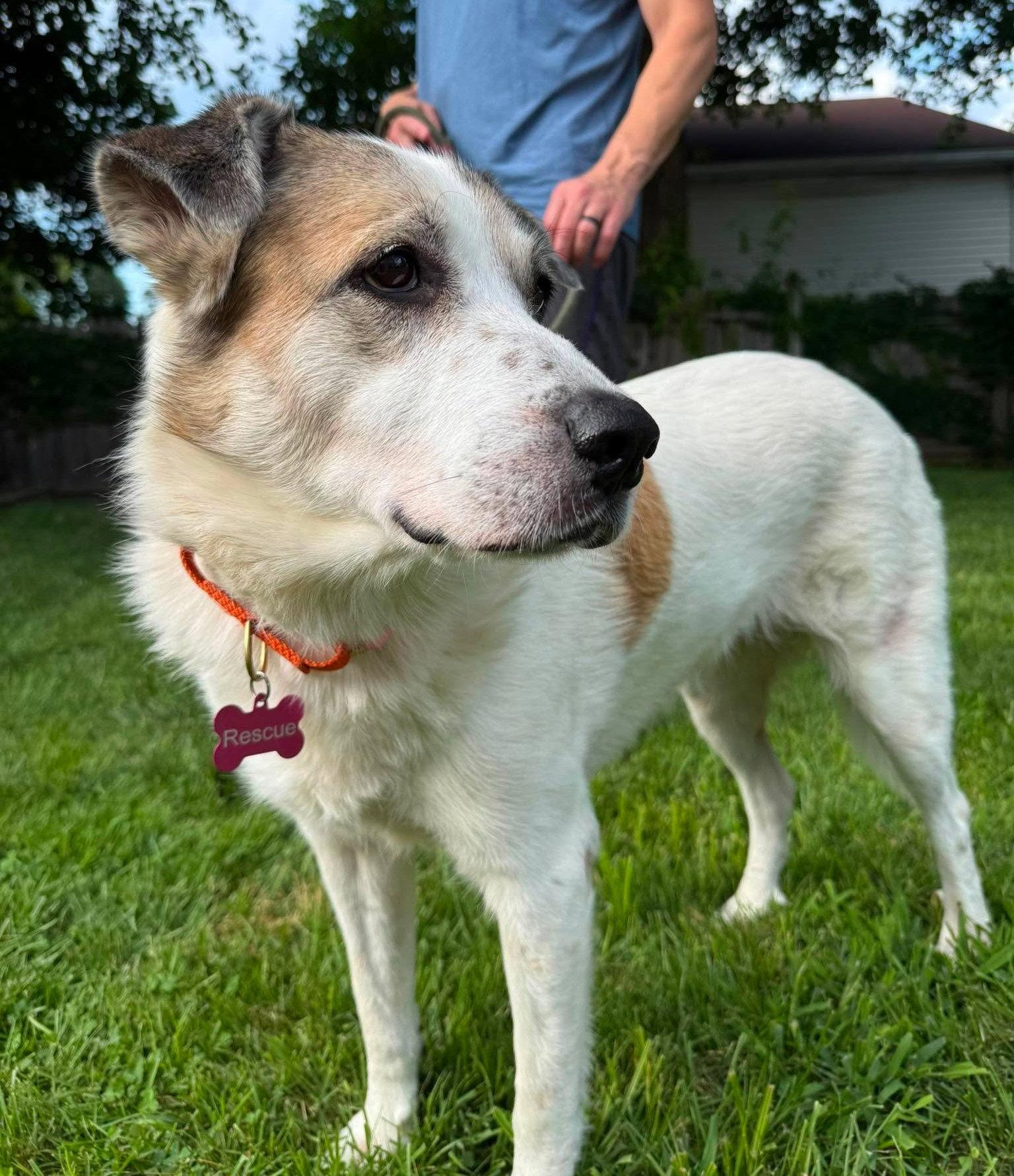 Enlarge Ms. Lady the Great Pyrenees, a Adoptable Great Pyrenees in Boonton, NJ image 2/3