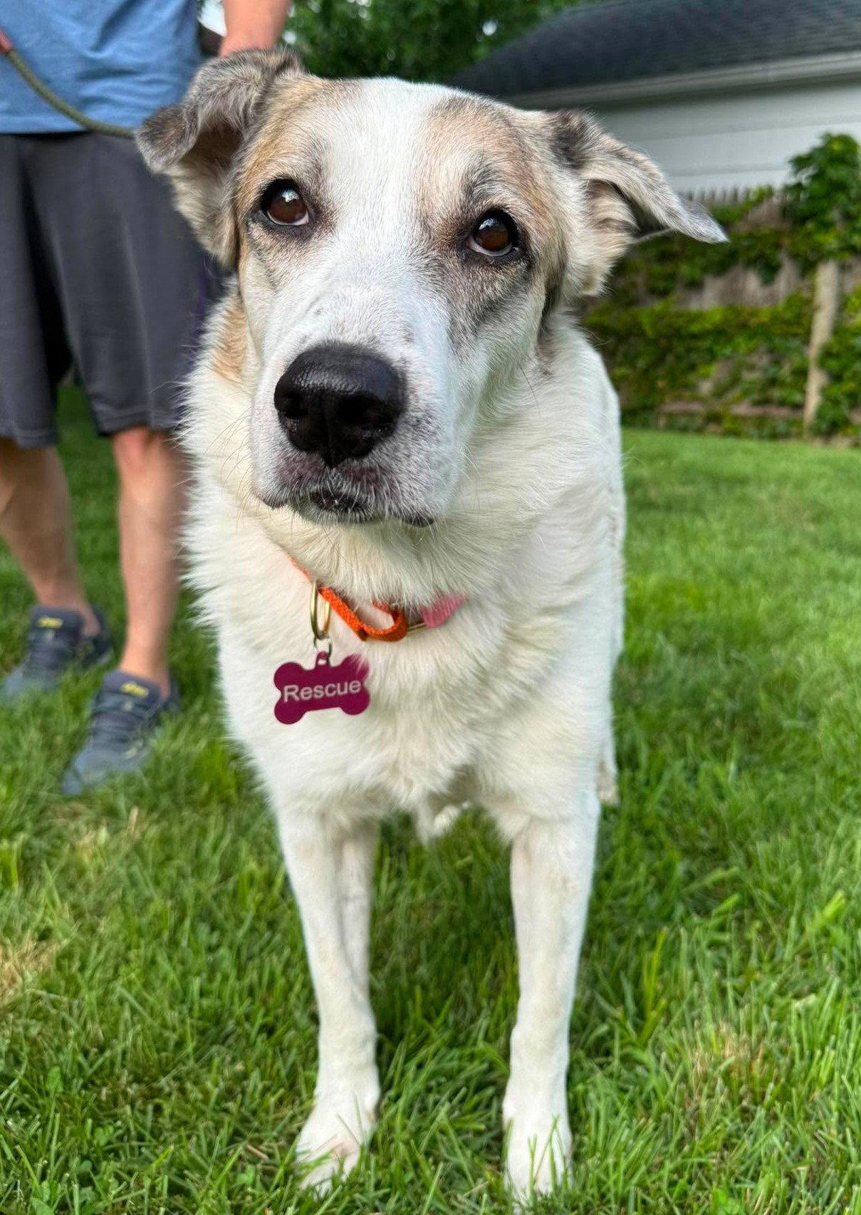 Enlarge Ms. Lady the Great Pyrenees, a Adoptable Great Pyrenees in Boonton, NJ image 3/3