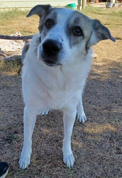Enlarge Ms. Lady the Great Pyrenees in Texas, a Adoptable Great Pyrenees in Boonton, NJ image 3/3