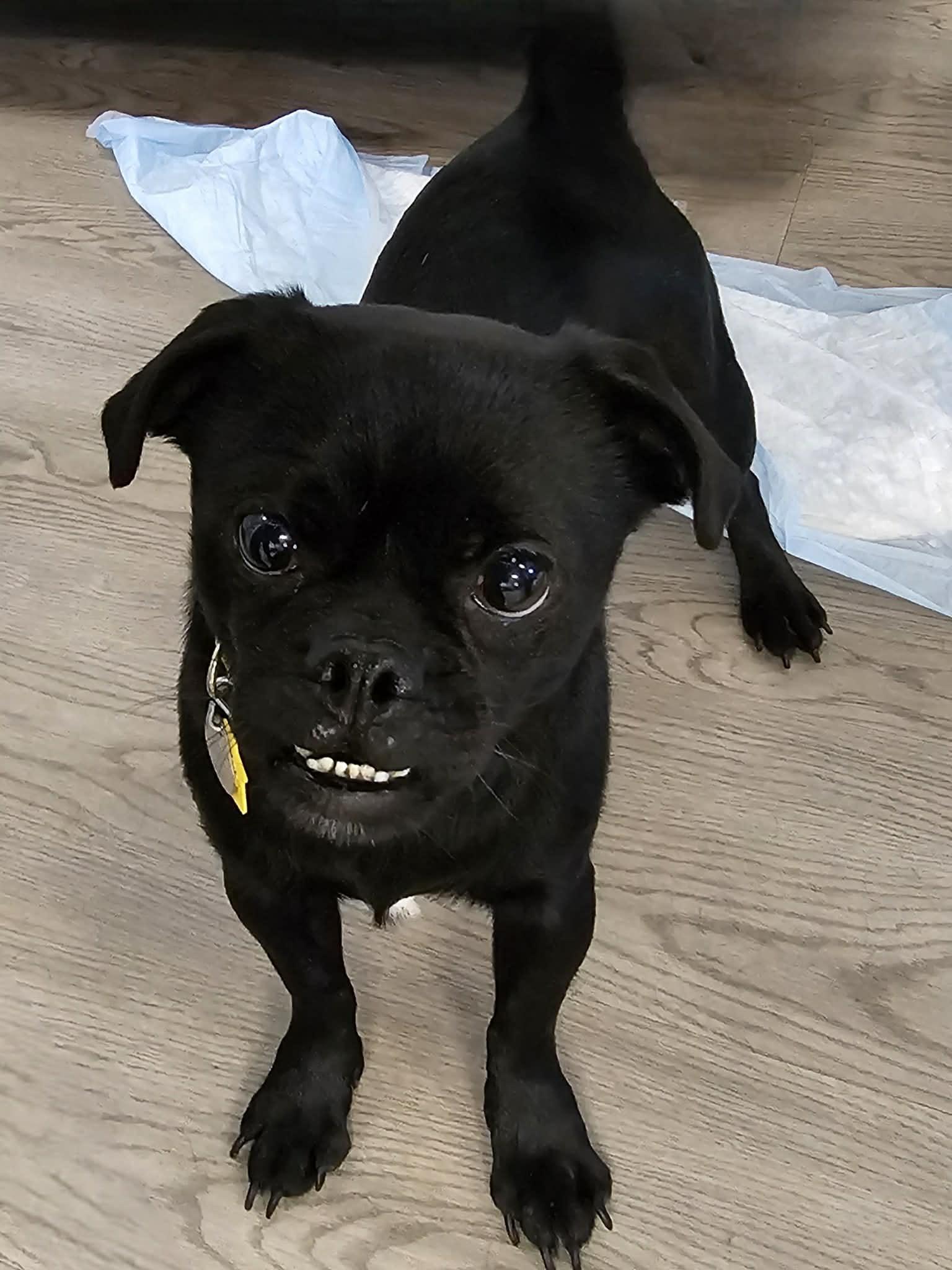 Dax, adopted, Young Male Pug.