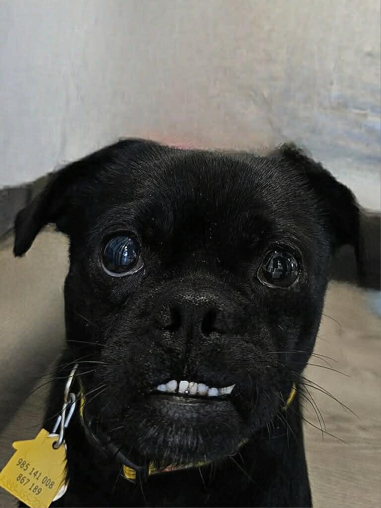 Enlarge Dax, an adopted mixed breed in Gouverneur, NY image 2/2