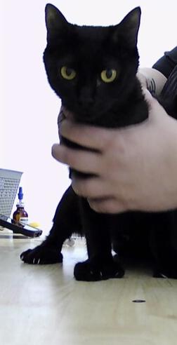 Enlarge Dolly, a Adoptable Domestic Short Hair in Anoka, MN image 1/1